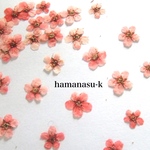 [押花素材78】コデマリ25枚  少量パック　オレンジ（染色）レジン　アクセサリー　押し花　ピアス