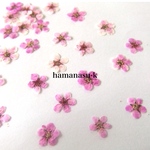 [押花素材76】コデマリ25枚  少量パック　ピンク　（染色）レジン　アクセサリー　押し花　ピアス
