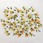 押し花234 メラスフェルラ