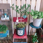新作♡現品【オリーブの木 寄せ植え】蛇口ピックつき！人気ブランド♡かっこいい黒系ブリキ♪オシャレガーデン