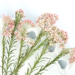 ＊再…販＊ライスフラワー＊ エンジェルピンク＊小分け<ドライフラワー>