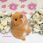 ホーランドロップ オレンジ 立体Sサイズ 上向きしぐさ♥