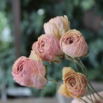 Sale フェランⅡ ラナンキュラスのDry Flower（5本組）