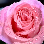 写真のある豊かな暮らし【薔薇時雨】