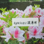 ayasuzu様専用