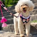 カップケーキ ハーネス（襟レース） リード・タッセル付  パピーちゃん 犬猫ちゃん 　（数量限定）
