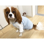 水玉ポンポンTシャツ