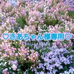 +♡さあちゃん様専用♡+