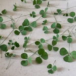 【ドライフラワー】小さなクローバー