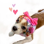 ゆめかわユニコーン🦄メルヘン🎀/犬スヌード