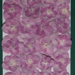 押し花商品【アジサイ　八重】
