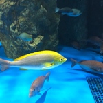 ミニチュア