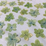 押し花 緑の紫陽花