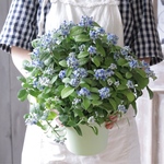「碧のひとみ」開花株　常山あじさい