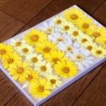 お花屋さんが作った可愛いマーガレットのドライフラワー   17