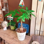 新作！現品♡【パキラ】育てやすい観葉植物♡ナチュラルグリーン！ステキな白系ブリキ鉢♪