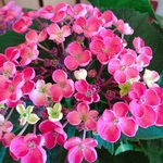 待望の再入荷♡レア♪【華あられ あじさい】可愛い咲き方の紫陽花♡珍しい品種 赤ピンク系