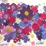 ♡new♡  ♡可愛い押し花セット♡ ♡たくさん入って使いやすい押し花セット♡