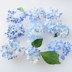 ドライフラワー　あじさい　きり島恵み紫陽花　