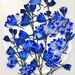 NO.529 ロイヤルブルーの千鳥草 横姿／押し花素材