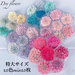 《10色10枚》特大サイズ☆ドライフラワー/カラーmixセレクトセット  