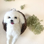 羊毛フェルト　にこにこマルチーズ のフラワーリース　花の色は選択