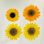 押し花素材vol.98 chouette〜シュエット〜様専用です