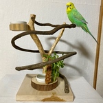 鳥 とまり木【自然木ぐるぐる おやつ入れつき卓上パーチ 】コキンチョウ・文鳥・セキセイインコ