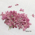 🌸 ピンクアナベル 🌸 ＊ 押し花