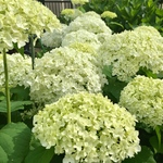 お花屋さんが作ったグリーンアナベルの挿し穂  3本です‼️