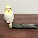 備長炭パーチ（M）