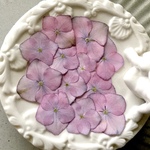 【 紫陽花ー未来 】１２輪   ピンク系　自家製押し花　レジン・キャンドル封入・押し花アート