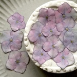 【 紫陽花ー未来 】１２輪   ピンクパープル　自家製押し花　レジン・キャンドル封入・押し花アート