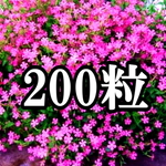 シレネ ピンクパンサーの種 400粒 フクロナデシコ 花の種 Minne 日本最大級のハンドメイド 手作り通販サイト