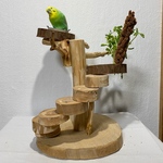 鳥 とまり木【卓上プレイジム　おやつ入れ付き】コキンチョウ・文鳥・セキセイインコ