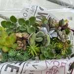多肉植物　カット苗セット　セダム　ルビネ