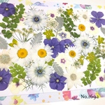 ♡new♡  ♡可愛い押し花セット♡ ♡たくさん入って使いやすい押し花セット♡