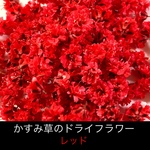 【50個】かすみ草のドライフラワー（レッド）