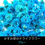 【50個】かすみ草のドライフラワー（ブルー）