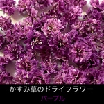 【50個】かすみ草のドライフラワー（パープル）