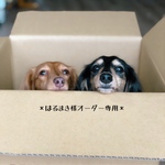 ＊はるまき様専用です