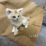 赤ちゃんスナネコ♡