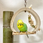 鳥ブランコ 竹鳥物語【キンカチョウ・文鳥・セキセイインコ・マメルリハ・ボタンインコ・小桜インコ】鳥のおもちゃ