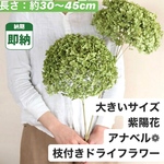 2021年完成  紫陽花【大サイズ】アナベルの枝付きドライフラワー💚 1本だけでも存在感のある大きいサイズ🌿🌿🌿 アナベルドライフラワー