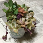 リメ鉢付き 多肉植物 寄せ植えセット🌱送料無料