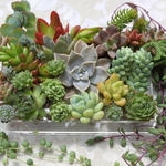 【K様　専用】多肉植物　おまかせ約10種　カット苗＆発根苗×2