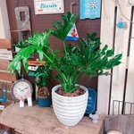  新作♡現品【大きめ セロームホープ】シンプルな白系陶器鉢！すてきなグリーン♡人気の観葉植物♪
