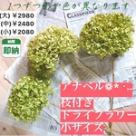 2021年新作完成❤ 紫陽花【小サイズ】アナベルの枝付きドライフラワー💚 紫陽花をインテリアに取り入れて、おうち時間時間を素敵空間に🌿🌿🌿