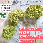 紫陽花【中サイズ】アナベルの枝付きドライフラワー💚 1本でも存在感ありますが、他のドライフラワーと一緒に飾るのもオススメ🌿🌿🌿