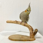自然木（カイヅカイブキ）卓上パーチ【オカメインコ・ウロコインコ・オキナインコ・中型インコ】鳥とまり木